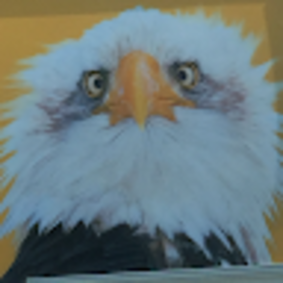 tealfeathers900